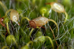 Grimmia pulvinata / Polster-Kissenmoos / Grimmiaceae / Bryophyta - Laubmoose