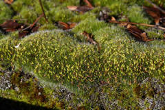 Grimmia pulvinata / Polster-Kissenmoos / Grimmiaceae / Bryophyta - Laubmoose