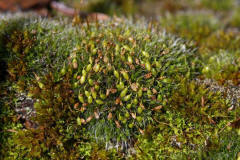 Grimmia pulvinata / Polster-Kissenmoos / Grimmiaceae / Bryophyta - Laubmoose