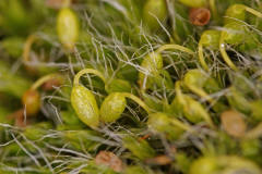 Grimmia pulvinata / Polster-Kissenmoos / Grimmiaceae / Bryophyta - Laubmoose