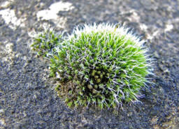 Grimmia pulvinata / Polster-Kissenmoos / Grimmiaceae / Bryophyta - Laubmoose