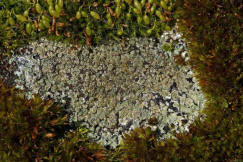 Lecanora muralis / Mauerflechte / Lecanoraceae / Lichen - Flechten