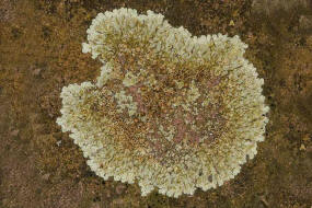 Lecanora muralis / Mauerflechte / Lecanoraceae / Lichen - Flechten