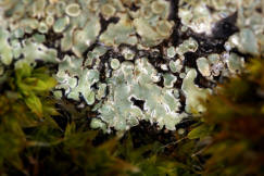 Lecanora muralis / Mauerflechte / Lecanoraceae / Lichen - Flechten