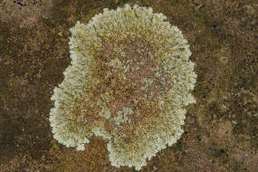 Lecanora muralis / Mauerflechte / Lecanoraceae / Lichen - Flechten