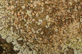 Lecanora muralis / Mauerflechte / Lecanoraceae / Lichen - Flechten