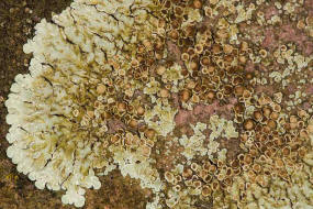 Lecanora muralis / Mauerflechte / Lecanoraceae / Lichen - Flechten