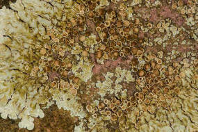 Lecanora muralis / Mauerflechte / Lecanoraceae / Lichen - Flechten