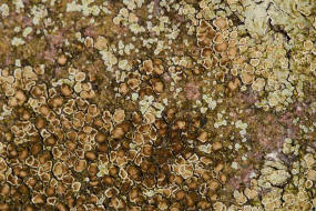 Lecanora muralis / Mauerflechte / Lecanoraceae / Lichen - Flechten