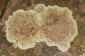 Lecanora muralis / Mauerflechte / Lecanoraceae / Lichen - Flechten