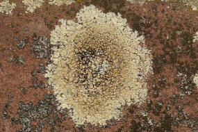 Lecanora muralis / Mauerflechte / Lecanoraceae / Lichen - Flechten