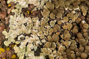 Lecanora muralis / Mauerflechte / Lecanoraceae / Lichen - Flechten