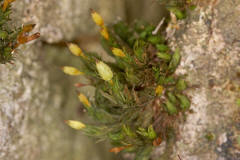 Orthotrichum anomalum / Stein-Goldhaarmoos / Orthotrichaceae / Bryophyta - Laubmoose