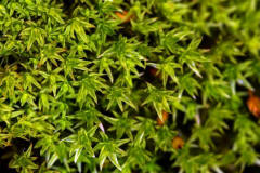 Orthotrichum anomalum / Stein-Goldhaarmoos / Orthotrichaceae / Bryophyta - Laubmoose