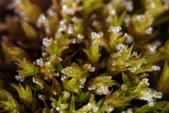 Orthotrichum anomalum / Stein-Goldhaarmoos / Orthotrichaceae / Bryophyta - Laubmoose