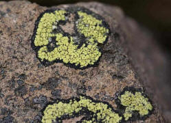 Rhizocarpon geographicum / Landkartenflechte / Rhizocarpaceae / Lichen - Flechten