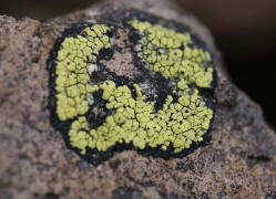 Rhizocarpon geographicum / Landkartenflechte / Rhizocarpaceae / Lichen - Flechten