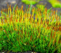 Tortula muralis / Mauer-Drehzahnmoos / Pottiaceae / Bryophyta - Laubmoose