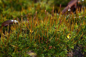 Tortula muralis / Mauer-Drehzahnmoos / Pottiaceae / Bryophyta - Laubmoose