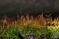 Tortula muralis / Mauer-Drehzahnmoos / Pottiaceae / Bryophyta - Laubmoose