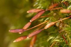 Tortula muralis / Mauer-Drehzahnmoos / Pottiaceae / Bryophyta - Laubmoose