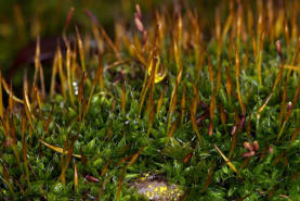 Tortula muralis / Mauer-Drehzahnmoos / Pottiaceae / Bryophyta - Laubmoose