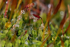 Tortula muralis / Mauer-Drehzahnmoos / Pottiaceae / Bryophyta - Laubmoose