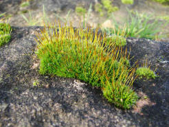 Tortula muralis / Mauer-Drehzahnmoos / Pottiaceae / Bryophyta - Laubmoose