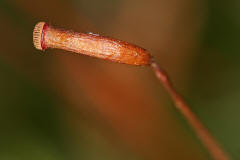 Tortula muralis / Mauer-Drehzahnmoos / Pottiaceae / Bryophyta - Laubmoose