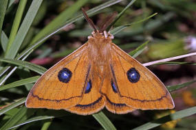 Aglia tau / Nagelfleck / Nachtfalter - Pfauenspinner - Saturniidae