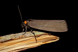 Atolmis rubricollis / Rotkragen-Flechtenbrchen / Nachtfalter - Eulenfalter - Erebidae - Brenspinner - Arctiinae - Lithosiini