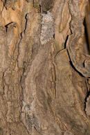 Cerura vinula / Groer Gabelschwanz / Nachtfalter - Zahnspinner - Notodontidae - Notodontinae