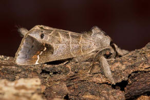 Clostera anachoreta / Schwarzgefleckter Raufuspinner / Nachtfalter - Zahnspinner - Notodontidae - Pygaerinae