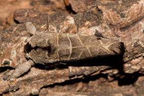Clostera anachoreta / Schwarzgefleckter Raufuspinner / Nachtfalter - Zahnspinner - Notodontidae - Pygaerinae