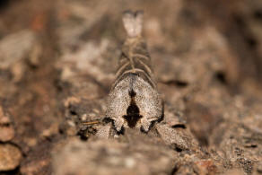 Clostera anachoreta / Schwarzgefleckter Raufuspinner / Nachtfalter - Zahnspinner - Notodontidae - Pygaerinae