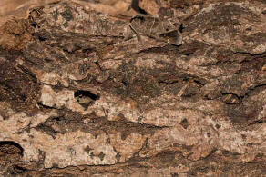 Clostera anachoreta / Schwarzgefleckter Raufuspinner / Nachtfalter - Zahnspinner - Notodontidae - Pygaerinae