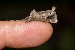 Clostera anachoreta / Schwarzgefleckter Raufuspinner / Nachtfalter - Zahnspinner - Notodontidae - Pygaerinae