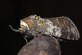 Cossus cossus / Weidenbohrer / Nachtfalter - Holzbohrer - Cossidae - Cossinae