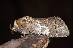 Cossus cossus / Weidenbohrer / Nachtfalter - Holzbohrer - Cossidae - Cossinae