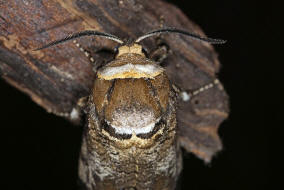 Cossus cossus / Weidenbohrer / Nachtfalter - Holzbohrer - Cossidae - Cossinae