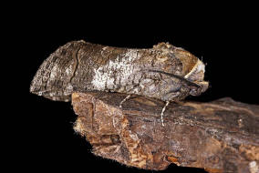 Cossus cossus / Weidenbohrer / Nachtfalter - Holzbohrer - Cossidae - Cossinae