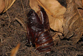 Cossus cossus / Weidenbohrer (Puppenhlle) / Nachtfalter - Holzbohrer - Cossidae - Cossinae