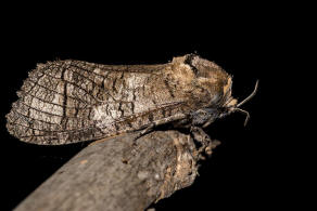 Cossus cossus / Weidenbohrer / Nachtfalter - Holzbohrer - Cossidae - Cossinae