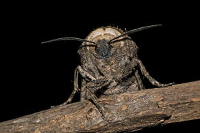 Cossus cossus / Weidenbohrer / Nachtfalter - Holzbohrer - Cossidae - Cossinae