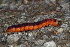 Cossus cossus / Weidenbohrer (Raupe) / Nachtfalter - Holzbohrer - Cossidae - Cossinae