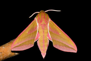 Deilephila elpenor / Mittlerer Weinschwrmer / Sphingidae - Schwrmer - Macroglossinae