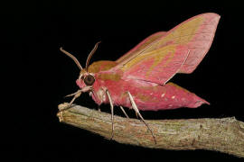 Deilephila elpenor / Mittlerer Weinschwrmer / Sphingidae - Schwrmer - Macroglossinae