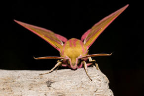 Deilephila elpenor / Mittlerer Weinschwrmer / Sphingidae - Schwrmer - Macroglossinae