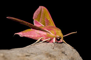 Deilephila elpenor / Mittlerer Weinschwrmer / Sphingidae - Schwrmer - Macroglossinae