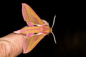 Deilephila elpenor / Mittlerer Weinschwrmer / Sphingidae - Schwrmer - Macroglossinae